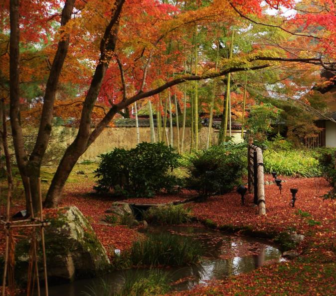 Pinus densiflora - Pinheiro japonês vermelho, Japanese red pine, Akamatsu
