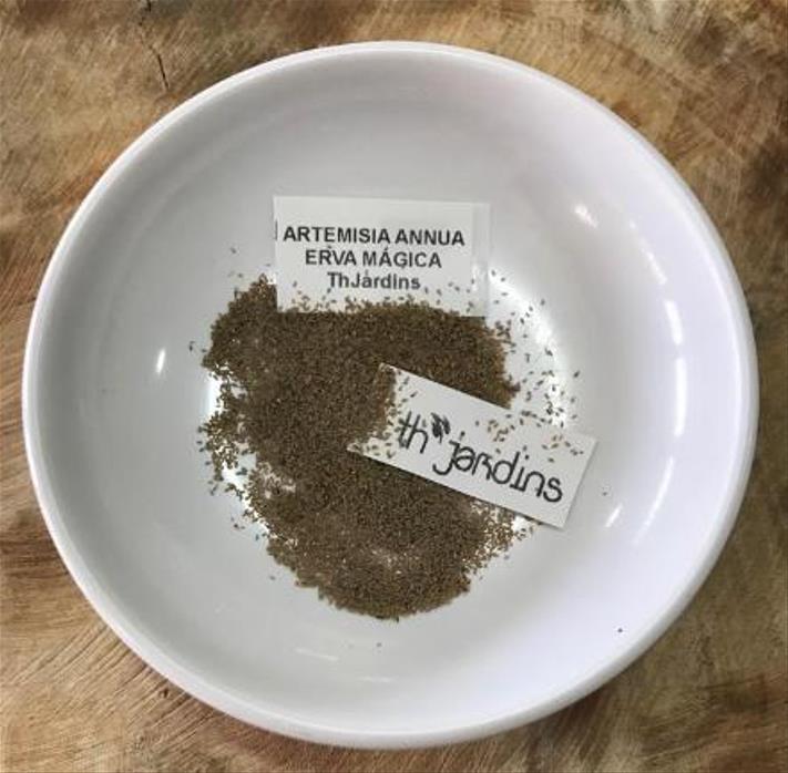 Artemisia annua - Artemisia Doce, Artemisia Antimalárica, Erva Mágica, Chinese Wormwood, Qing Hao