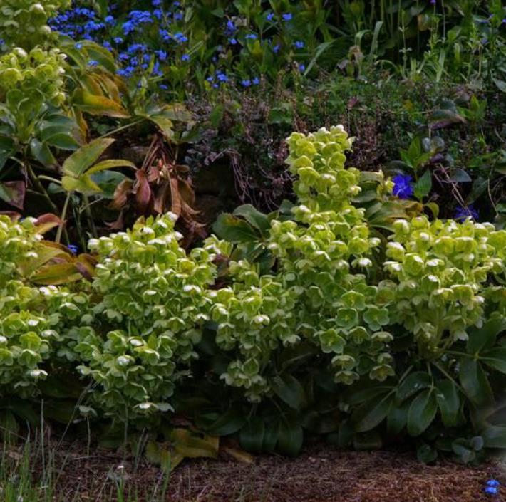 Helleborus argutifolius - Heléboro da Córsega, Rosa de Natal da Córsega, Flor de Cristo, Heléboro Folhas d