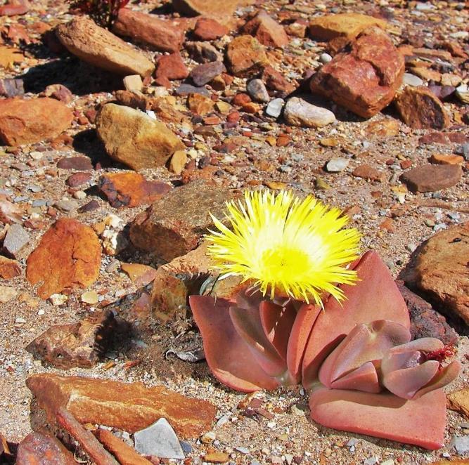 Cheiridopsis peculiaris - Pedras Vivas "Lithops", Planta Pedra, Cacto Pedra, Planta de Gelo