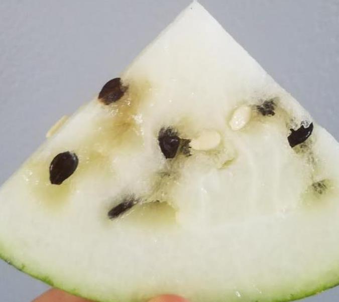 Citrullus lanatus White Wonder (Certificaçâo Orgânica) - Melancia Branca, Melancia Baunilha, Melancia White Wonder