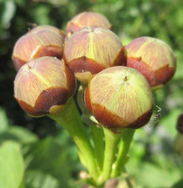 Merremia umbellata (Convolvulus umbellatus, Ipomoea polyanthes) - Rosa de Madeira Amarela, Ipomoea Amarela