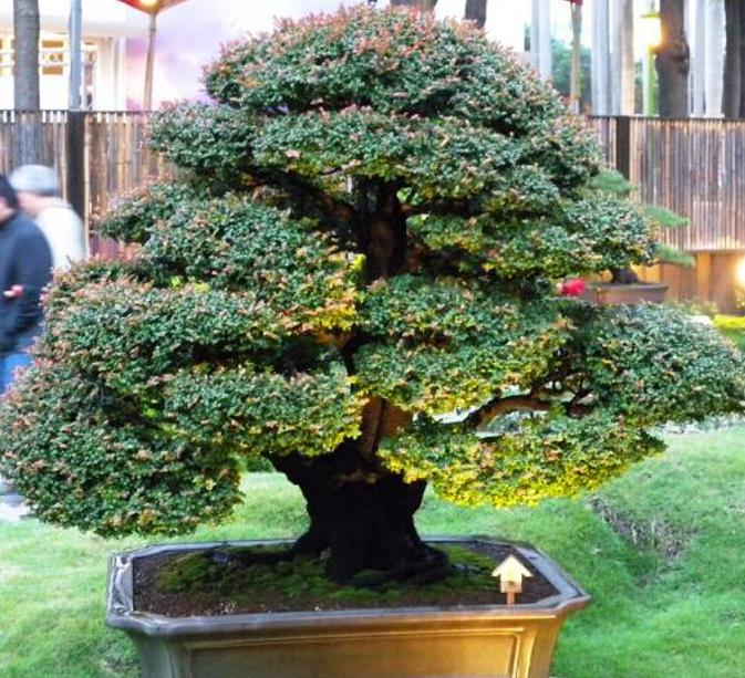 Diospyros vaccinioides - Mini-caqui, Caqui-uva, Small Persimmon, Pequeno Caqui