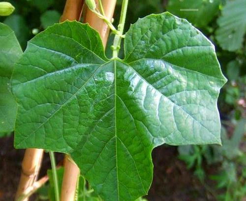 Passiflora morifolia - Maracujá doce azul, maracujá doce roxo