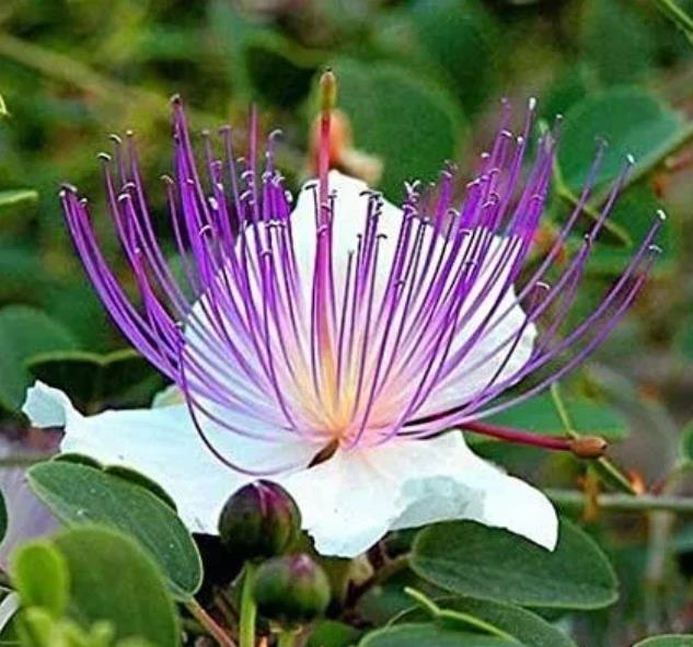 Capparis Spinosa Var. Inermis - Alcaparra, Alcaparras - As verdadeiras alcaparras