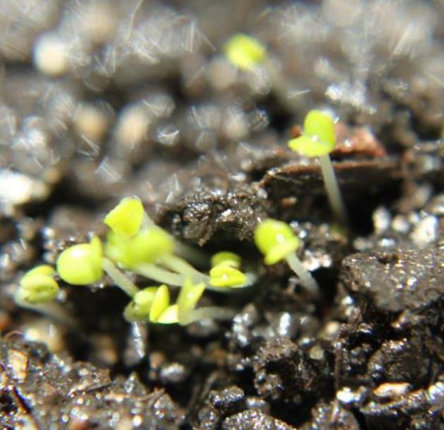 Thymus citriodorus 'Fragantissimus Orange' - Tomilho de Laranja, Tomilho Laranja, Timo Laranja