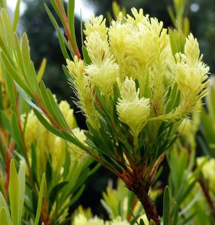 Aulax umbellata - Protea Aulax Umbellata, Featherbush, Broad-leaf Featherbush
