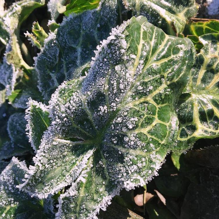 Arum italicum ssp italicum Marmoratum - Lírio Arum italiano, Arum marmorizado, Arum mármore verde, Arum italicum fantasm