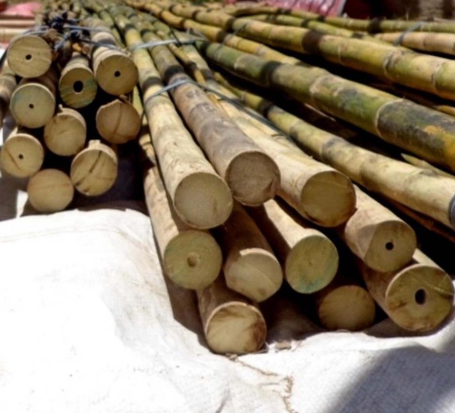 Dendrocalamus strictus - Bambu Ferro - Bambu Gigante Ferro, Bambu Sólido