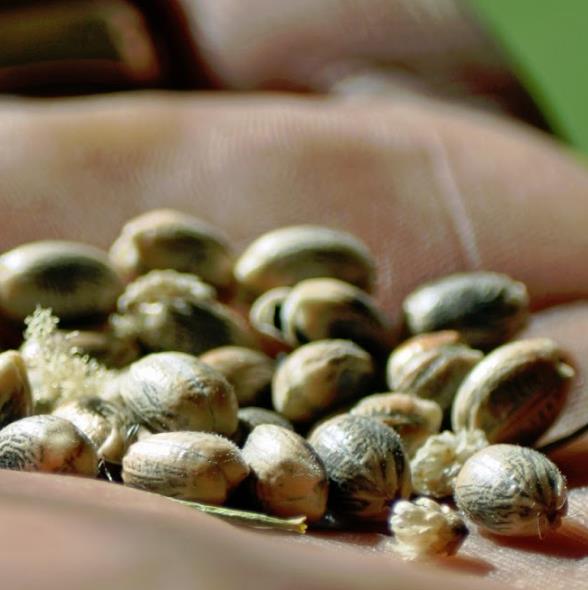 Leucospermum glabrum - Protea arbusto almofada de alfinetes de Outeniqua, Outeniqua pincushion