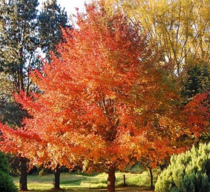 Liquidambar styraciflua - Liquidâmbar, Sweet-gum
