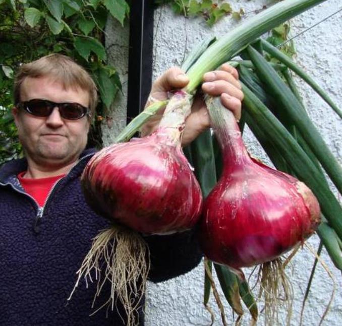 Allium cepa Mammoth Red Onion (C.O) - Cebola Mamute Vermelha, Cebola Gigante Vermelha
