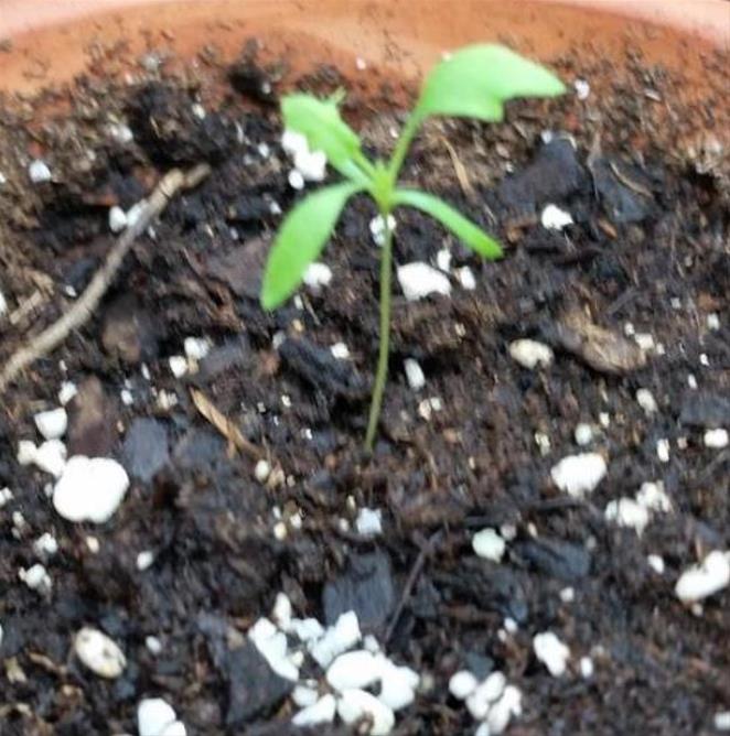 Papaver somniferum 'Laciniatum Black Swan' - Papoula Cisne Negro, Papoula de Franja Dobrada Cisne Negro, Papoula Empluma