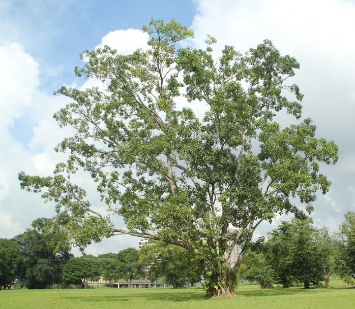 Ficus religiosa - Figueira Religiosa, Figueira dos Pagodes, Figueira Sagrada, Sacred Fig