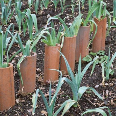 Allium ampeloprasum Porrum Geant De Suisse - Alho Poró gigante da Suíça, Alho-Poró gigante Suíço verão precoce, Alho Por