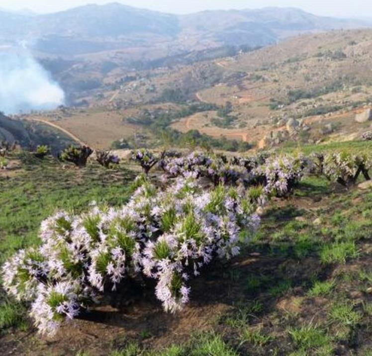 Xerophyta retinervis - Lírio Negro, Lírio Negro do Deserto, Lírio do Deserto