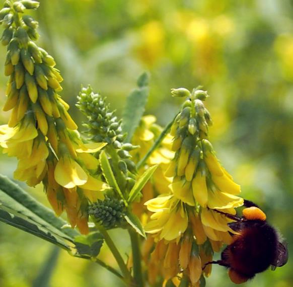 Melilotus officinalis - Meliloto, Trevo de mel, Trevo amarelo aromático, Lotus do mel, Flor do mel, Flor