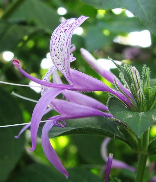 Hyssopus officinalis Roseus - Erva Sagrada, Néctar de Rosas, Hyssopo Rosa, Hissopo, Hissopo
