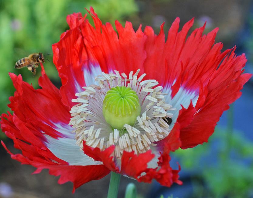 Papaver somniferum 'Danebrog Danish Flag' - Papoula Bandeira da Dinamarca, Papoula Franjada, Papoula Emplumada, Danish F