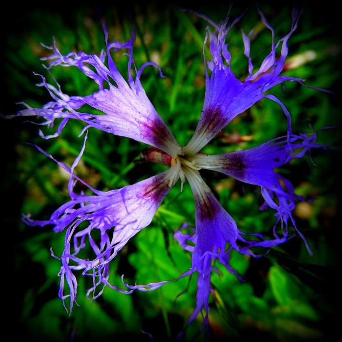 Dianthus superbus hybrids mix - Flor Divina, Rosa de Franja Soberba, Rosa Soberba, Cravo da Índia Soberbo