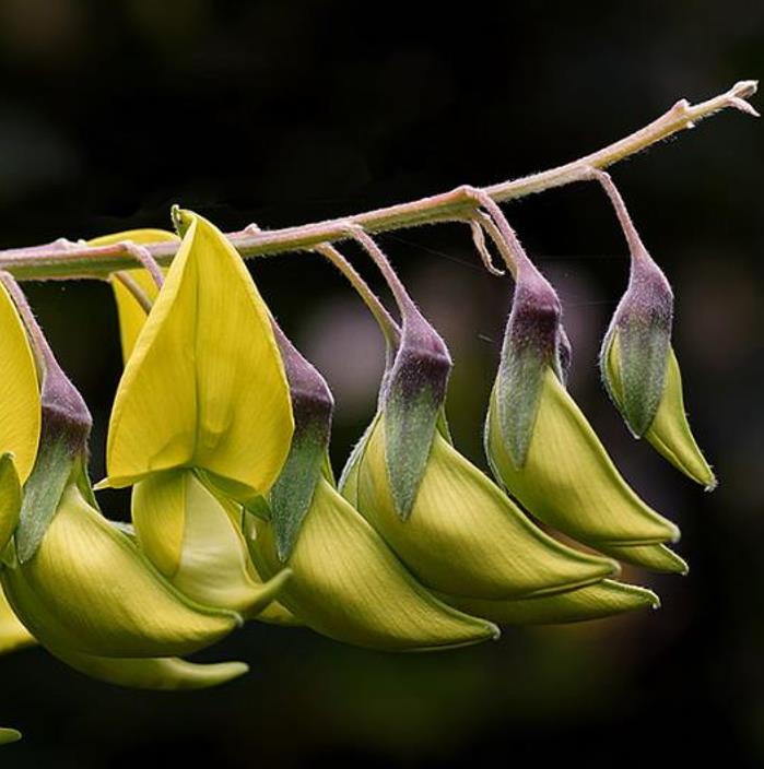 Crotalaria agatiflora -  Arbusto Canário, Arbusto Beija Flor, Flor Pássaro, Birdflower