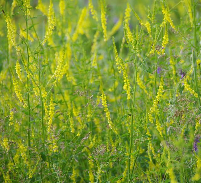 Melilotus officinalis - Meliloto, Trevo de mel, Trevo amarelo aromático, Lotus do mel, Flor do mel, Flor