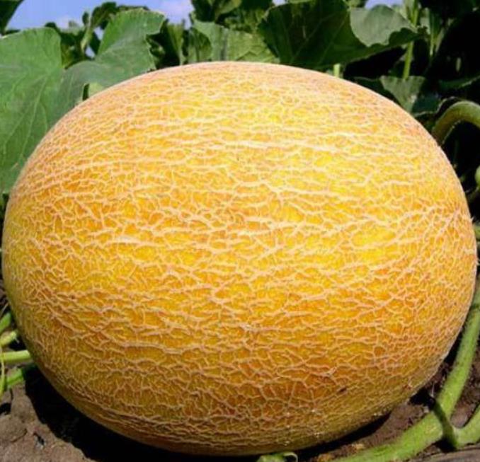 Cucumis armenian giant (Certificação Orgânica) - Melão Gigante Armênio, Melão Persa Gigante, Melão Gigante Doce Milagre