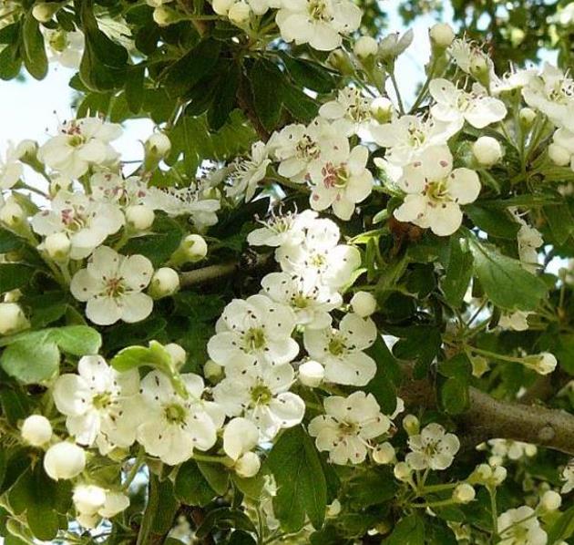 Crataegus azarolus - Planta do Coração, Espinheiro do Mediterrâneo, Azarole, Hawthorn Berry