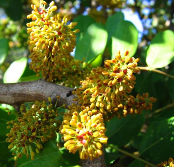 Ceratonia Siliqua - Alfarrobeira