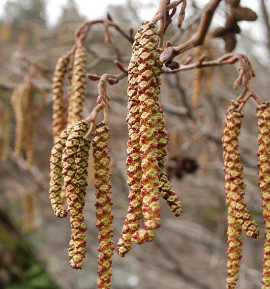 Alnus rubra - Amieiro Vermelho, Amieiro do Oregon, Amieiro Ocidental