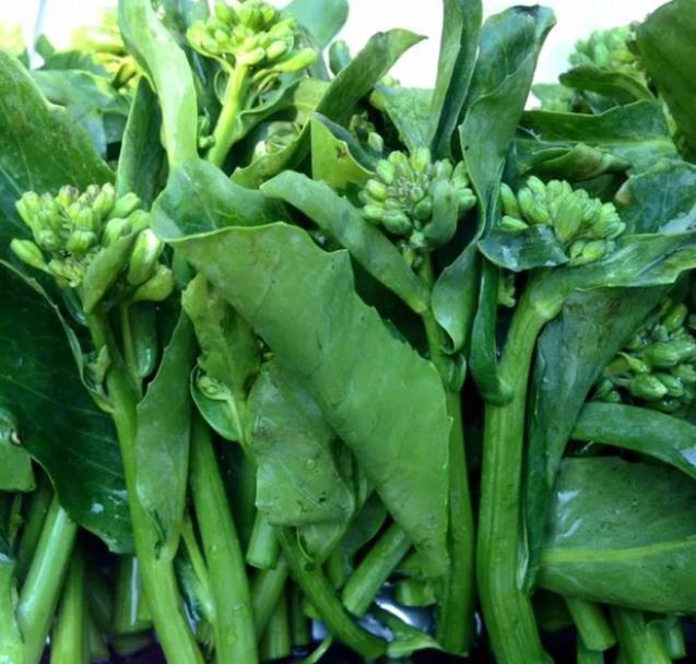 Brassica oleracea Kailaan (Gai Lan) - Couve Chinesa, Brócolis Chinês Kailaan (Gai Lan)