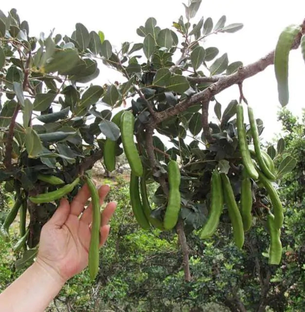 Ceratonia Siliqua - Alfarrobeira