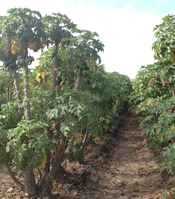 Carica pubescens Cobquecura (Vasconcellea pubescens Cobquecura) - Mamão Papaia Cobquecura, Mamão do Chile, Mamão de Cobq