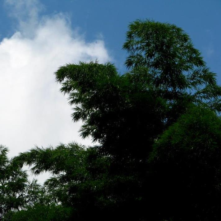 Dendrocalamus membranaceus - Bambu Branco Gigante, Bambu Gigante, Bambu Branco