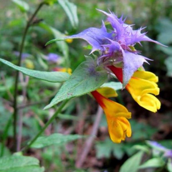 Melampyrum nemorosum -  Flor Dia e Noite, Bandeira Sueca , Night and Day