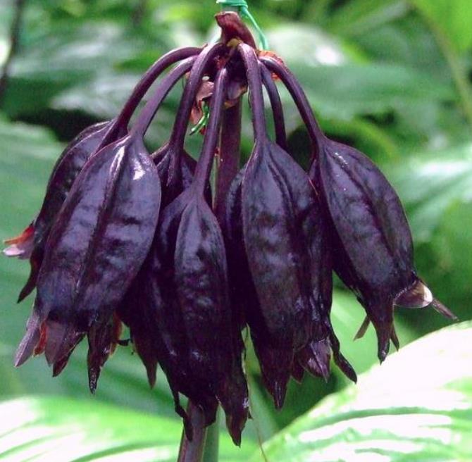 Tacca Nivea - Flor Morcego Branca, Orquídea Branca, Bat Flower, Flor de Orquídea Branca