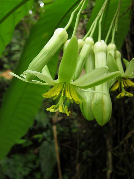 Passiflora macrophylla - Maracujá de árvore, árvore da flor da paixão, granadila del monte