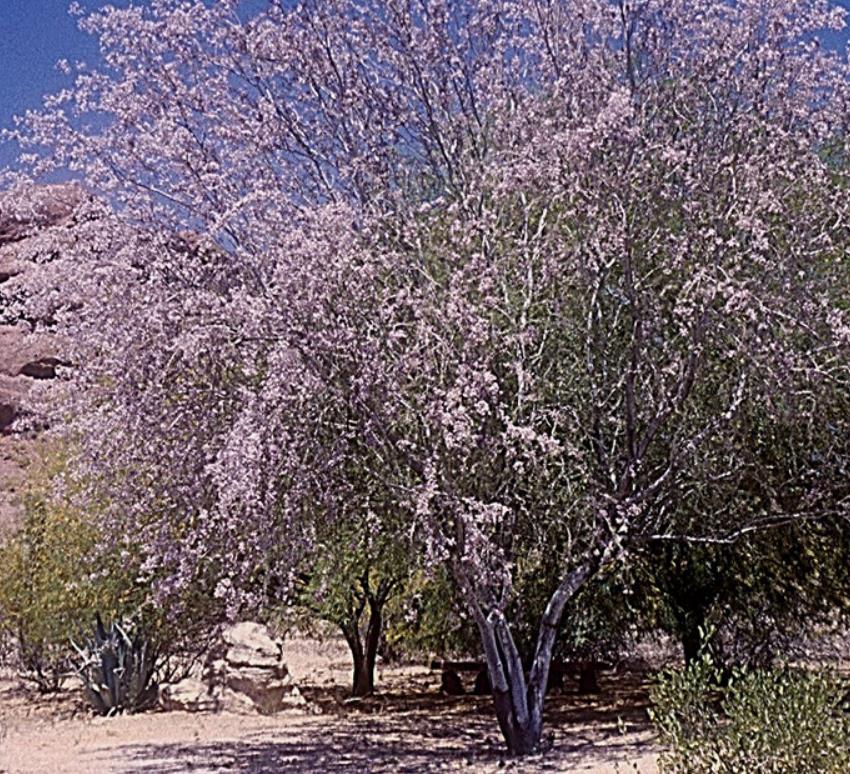 Olneya tesota - Madeira de Ferro do Deserto, Pau-Ferro do Deserto, Desert Ironwood
