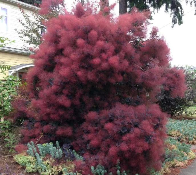 Cotinus coggygria Atropurpurea - Árvore Fumaça Atrorpurpurea, Black Smoke Tree, Purple Smoketree