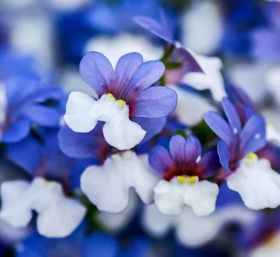 Nemesia strumosa KLM - Arlequim KLM, Jóia do cabo KLM, Nemésia KLM