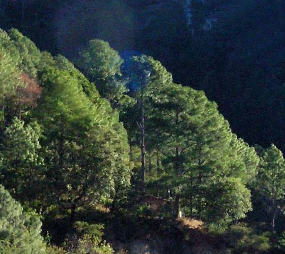 Pinus maximinoi (Pinus tenuifolia) - Pinheiro Maximinoi, Pinheiro de ponta fina, Pinabete