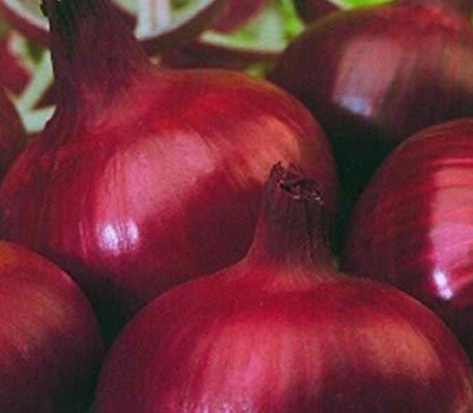 Allium cepa Rouge Foncee de Hollande (C.O) - Cebola Vermelha Escura da Holanda, Cebola Vermelho Vinho Brunswick