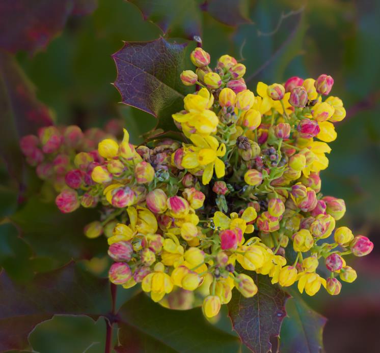 Mahonia aquifolium - Uva do Oregon, Berberis do Oregon