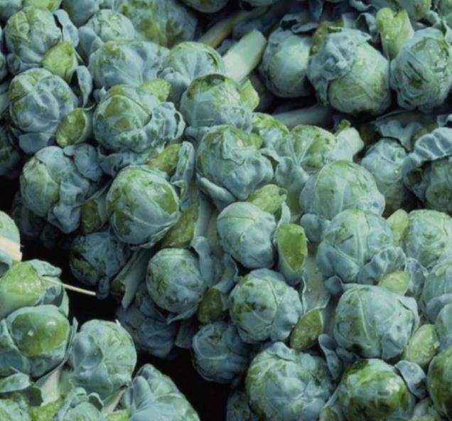 Brassica oleracea Gemmifera Long Island Improved - Couve de Bruxelas Melhorada