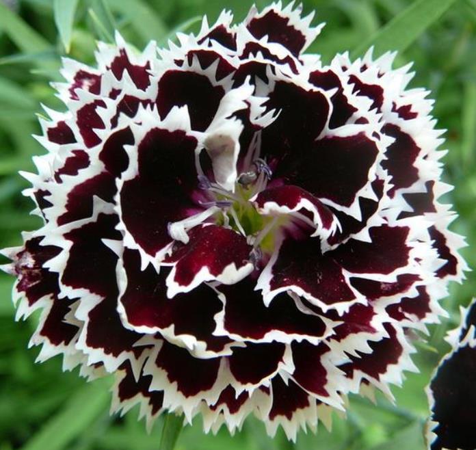 Dianthus chinensis Heddewigii Black and White Minstrels - Cravo 'Menestrel Preto E Branco', Rosa Chinesa, Rosa Indiana,