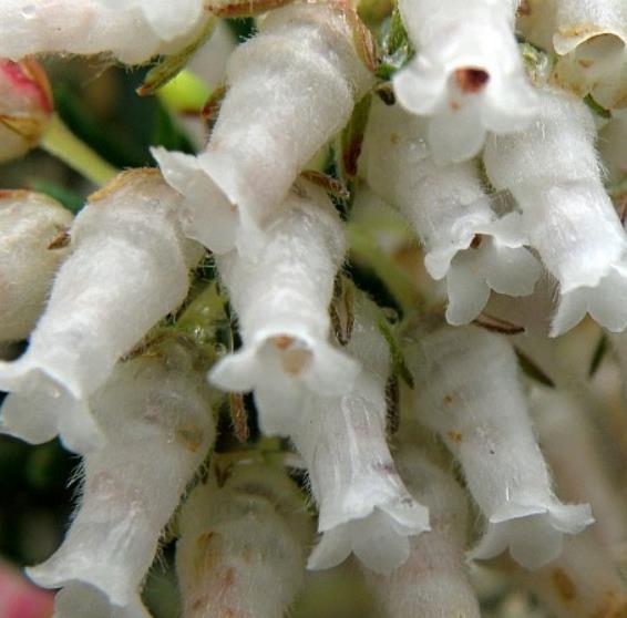 Erica caffra - Erica branca perfumada, Charnecas, Erica perfumada