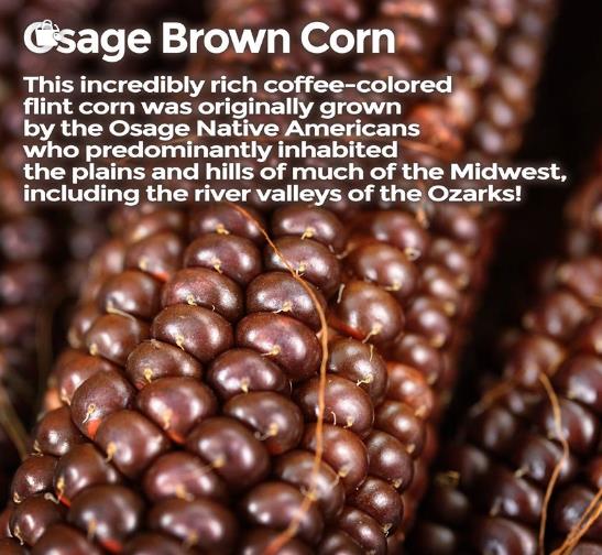 Zea Mays Osage Brown (Certificação Orgânica) - Milho Chocolate do Povo Osage, Milho chocolate
