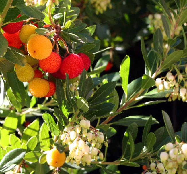 Arbutus unedo - Medronheiro, Árvore Morango, Ervedeiro, Êrvodo, Medronho, Strawberry Tree