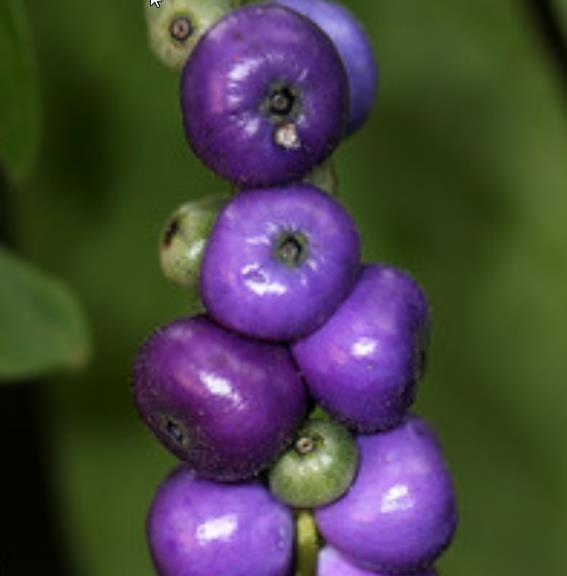 Bertiera guianensis - Bertiera fruto azul