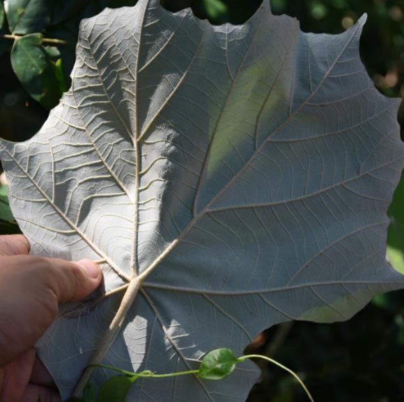 Pterospermum acerifolium - Árvore de karnikara, Árvore Bayur, Dinner Plate Tree